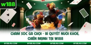 Chăm Sóc Gà Chọi - Bí Quyết Nuôi Khỏe, Chiến Mạnh Tại W188